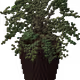 24532651937260793023264137081674674413751374012951179855
