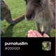 pumatus8m