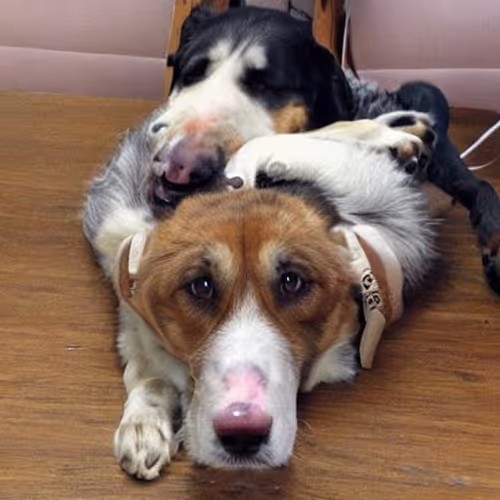 dumas.lens-Collect-682