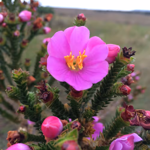 Lens Collect | Profile #98 - Publication #73