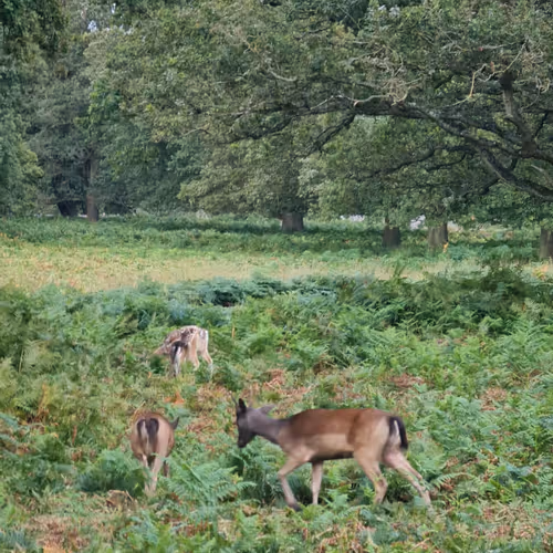 ethfanatic.lens-Collect-247