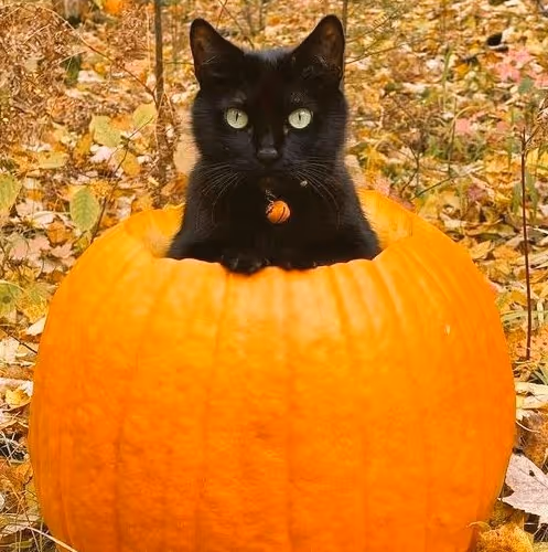 love8.lens-Collect-1081