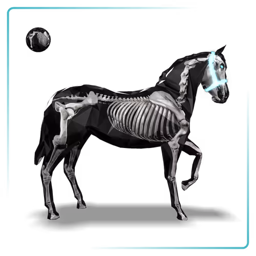 Skeleton