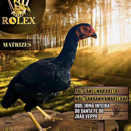 RING BREEDING ROOSTERS