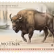 Impossible Post - Edition 5 - Bison Bonasus