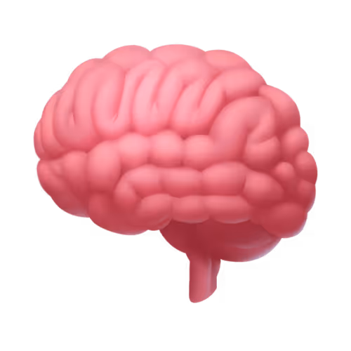 Brain