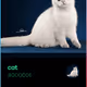 cat - QVJ3l8Yvao