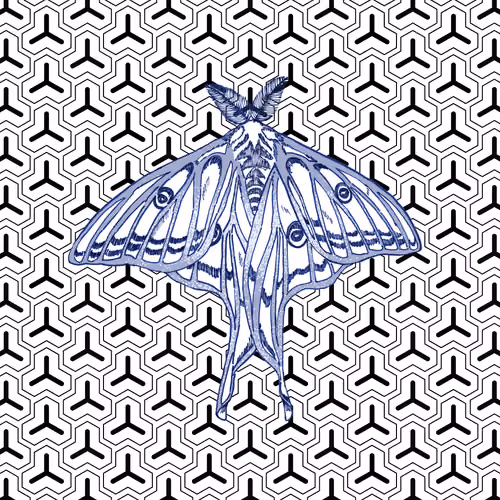 Mother Moth