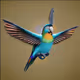 PiBirds