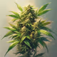 CBD 