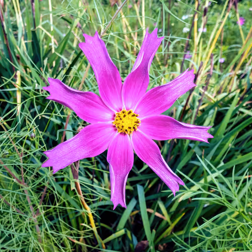 Perfect Pinwheel