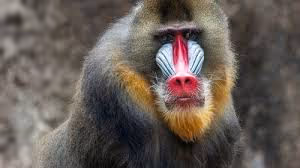 Monkey Kiss