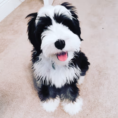 xjqka.lens-Collect-18