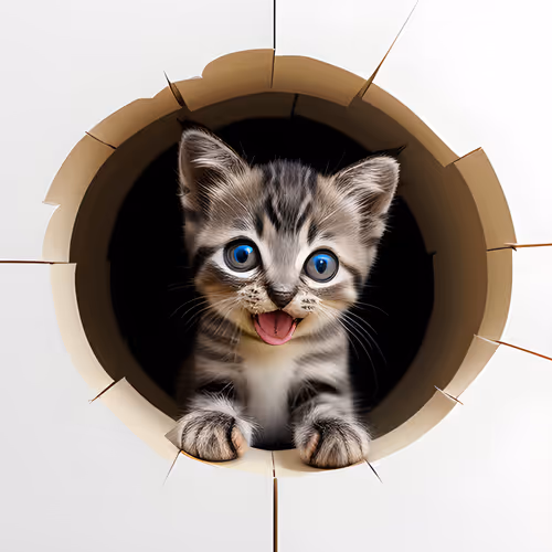 Cute kitten looking through a wall