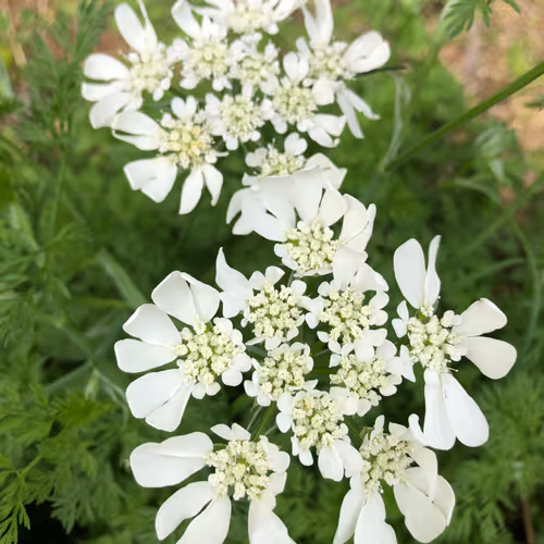 0xb40d39afff2d147d239323fbe2f946cb7535a61b