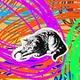 Animal Amans