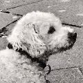 B&W Photography and Artworks