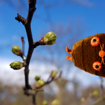 HRABI - DO YOU SEE THIS BEAUTY