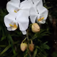 White Moon Orchid