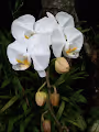 White Moon Orchid