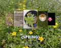 {Spring}