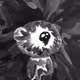 Spooky Sequel: Andrus0330 x Reddit Collectible Avatars