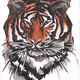 Endangered Animals 2022