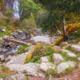 Celtic Woods and Waterfalls