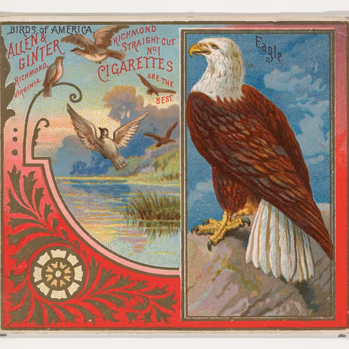 Birds of America Trade Cards Series N37