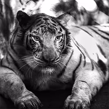 Wild Animals