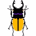 Colorful Beetles Bugs