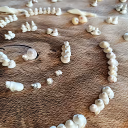 アイテム メディア プレースホルダー