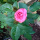 Pink Rose's