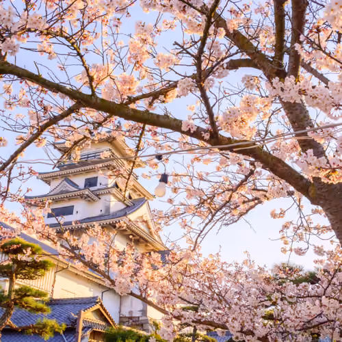Cherry Blossom