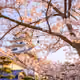 Cherry Blossom