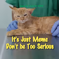 MEME CAT PATIENT