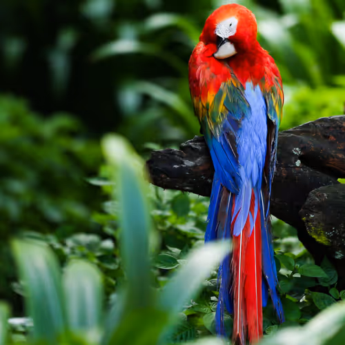 Birds
