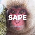 SNOW APE