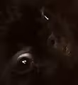 HODL that dog