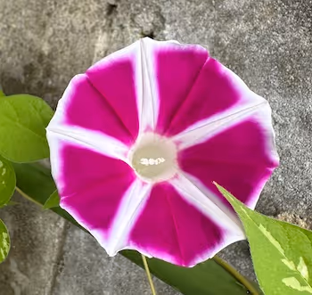 Morning Glory NFT