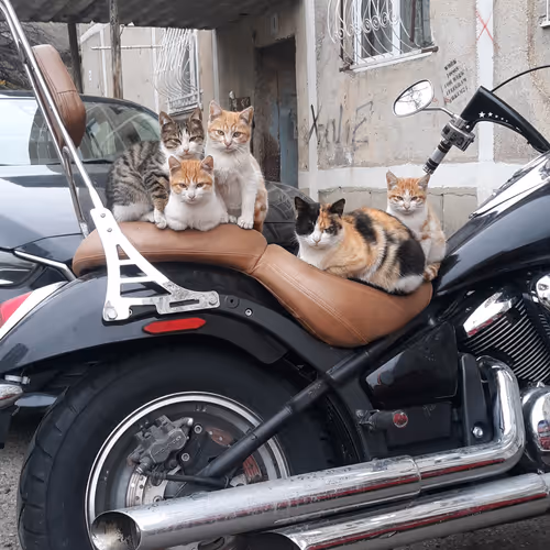Biker family