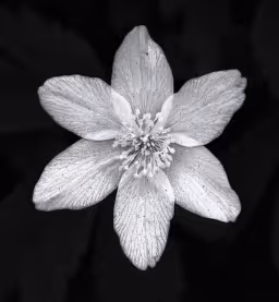 JB Photo POL