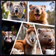 Australian Happy Creatures