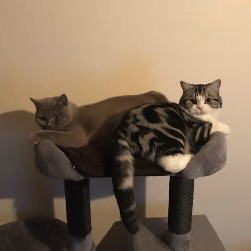 Funnycat
