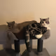 Funnycat