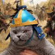 Knight Cat