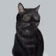 PokerCat