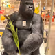 The Gorilla