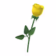 Roses That Never Fade for Valentine's Day