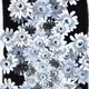White Flowers by Andrus0330 x Reddit Collectible Avatars